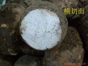 廣西桂林農副土特產供應 檳榔芋、荔浦鮮芋頭及種子市場行情分析