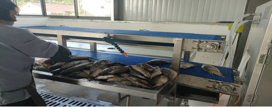 池州貴池涓橋鎮(zhèn) 加快農(nóng)業(yè)轉(zhuǎn)型升級，以特色農(nóng)副產(chǎn)品助力鄉(xiāng)村產(chǎn)業(yè)振興